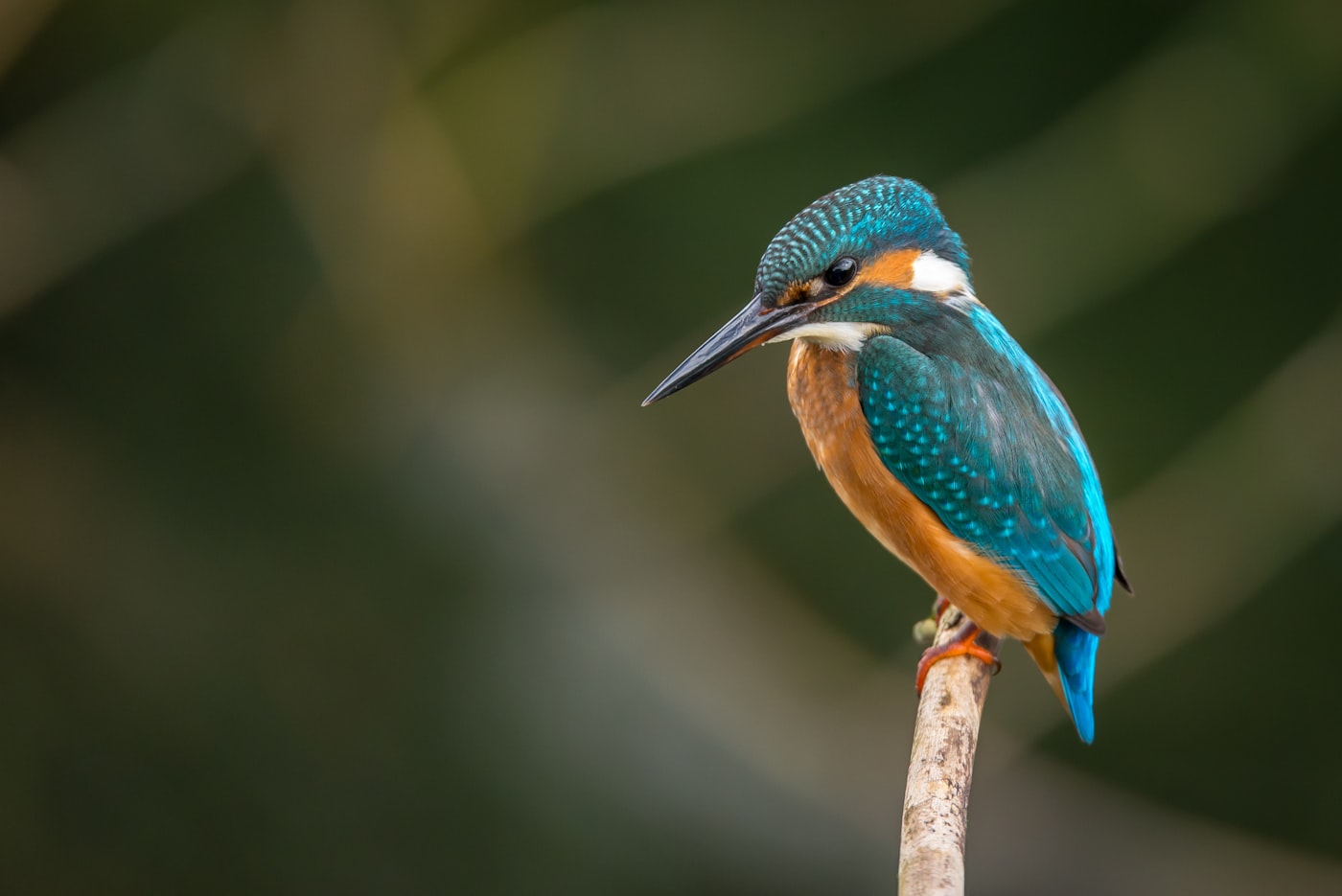 Kingfisher of the Chambal riverine belt near Daulatganj