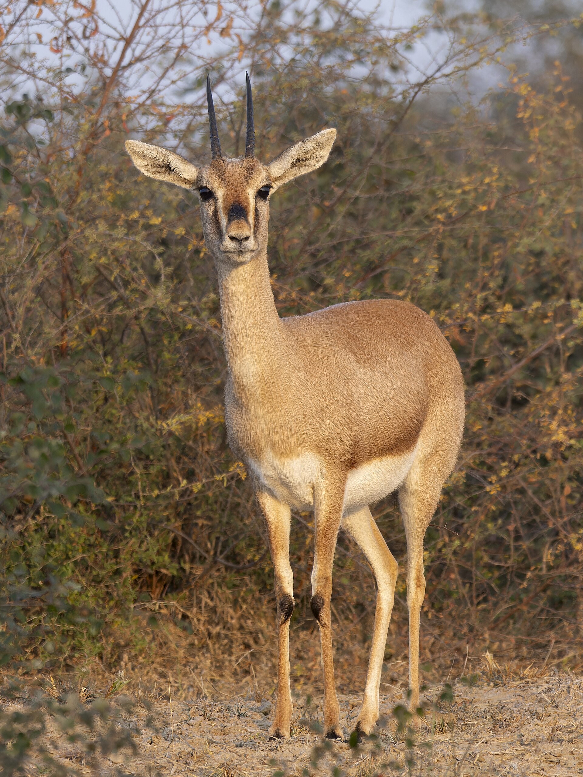 Chinkara of the Hadoti dry forest