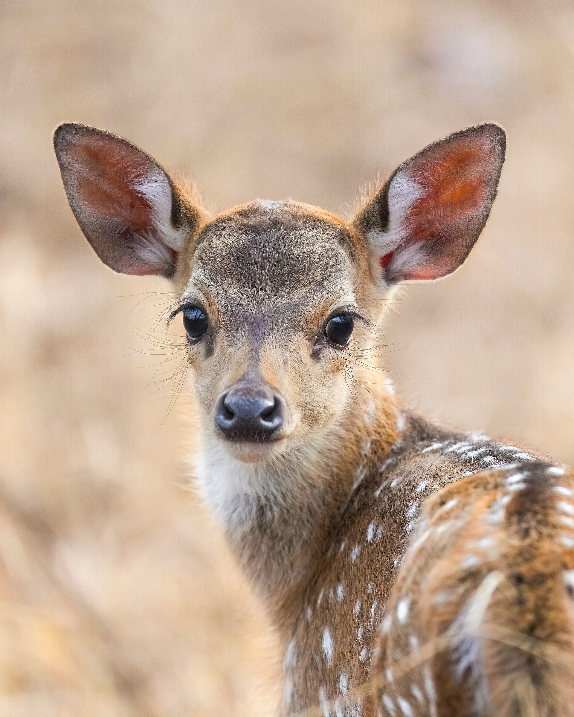 Chital deer of the Daulatganj forest meadows