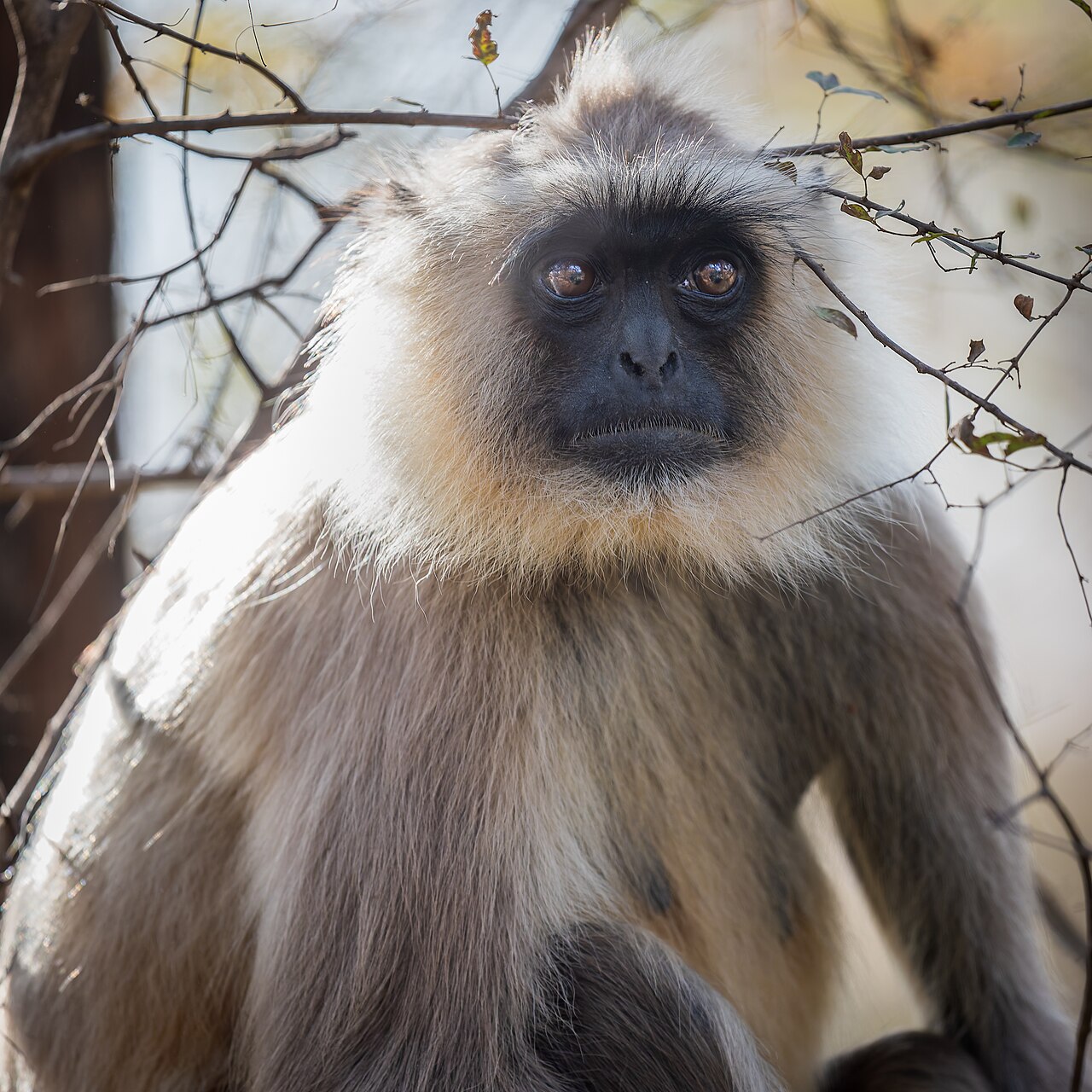 Hanuman langur, the forest alarm of this circuit