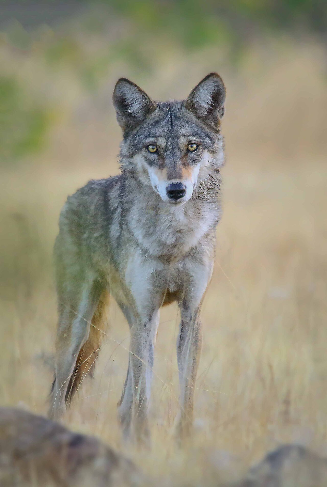 Indian Wolf